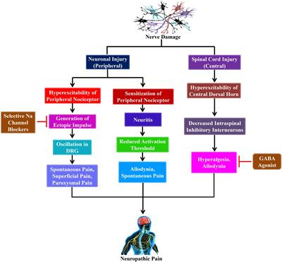 Exploring the Promise of Flavonoids to Combat Neuropathic Pain: From Molecular Mechanisms to Therapeutic Implications